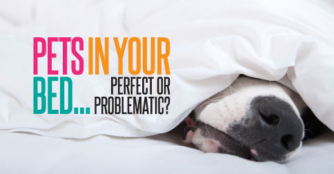 Pets in the Bed: Perfect or Problematic?
