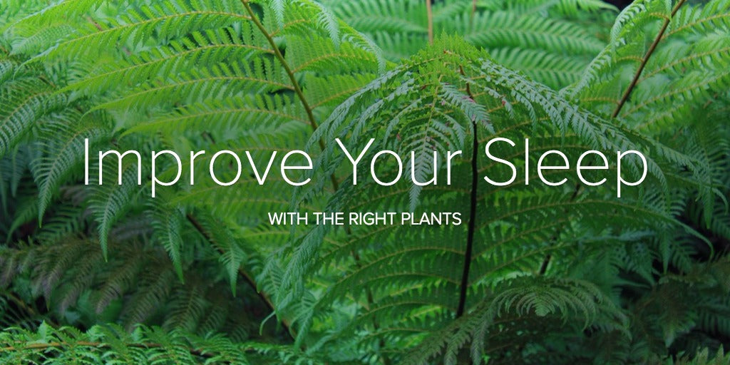 The Best Indoor Plants to Help You Recover Better - REM-Fit